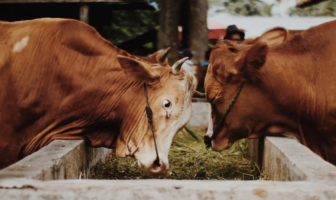 Dua sapi coklat yang sedang makan di sebuah tempat pakan dalam suasana peternakan, menampilkan kehidupan pertanian domestik.